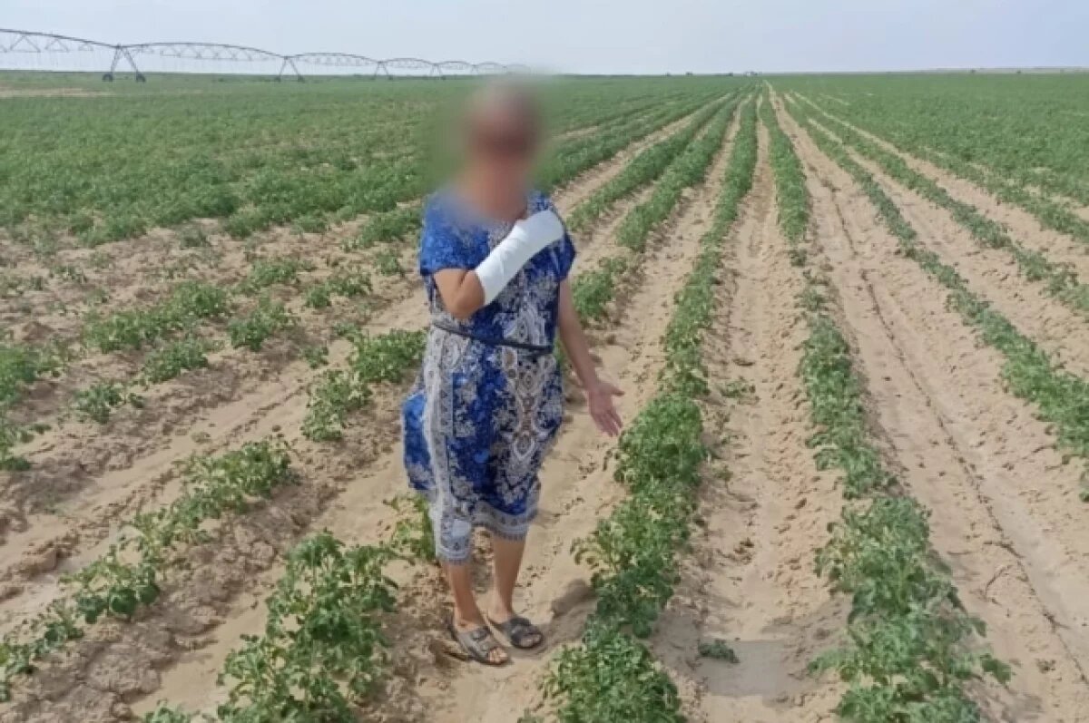    Сбор картофеля в Астраханской области для приезжего закончится уголовкой
