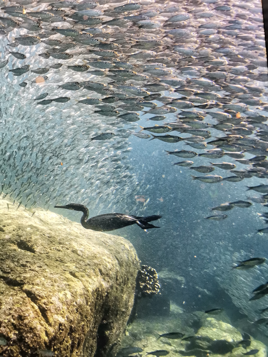 В стае (рыбном косяке) выжить легче, чем в одиночку! Но и одиночки могут выживать ради...
