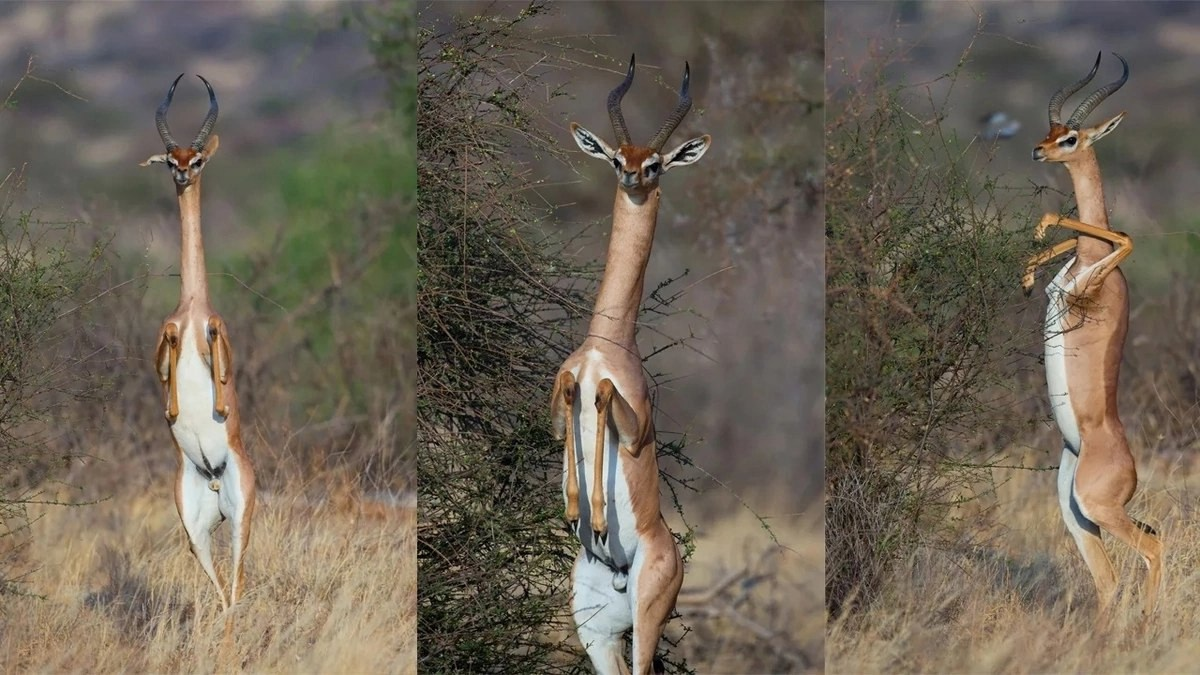 Вот вам прямые фото-доказательства! 