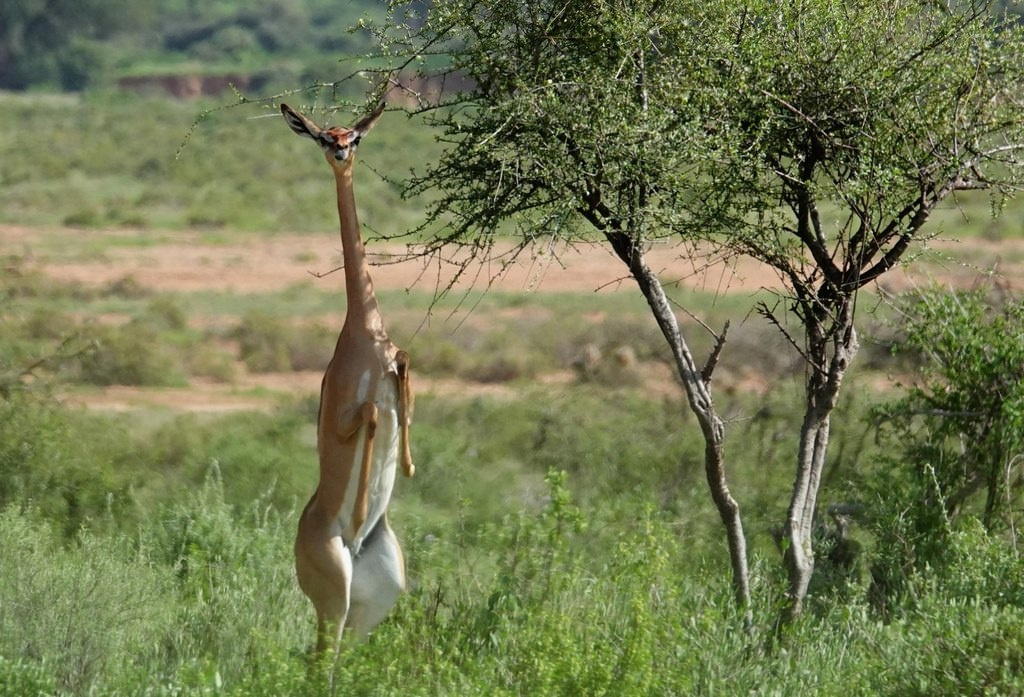 Ну, какой там автобус идёт? Ничего не видно! 