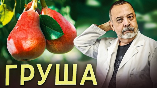 КОРОЛЕВА ФРУКТОВ - ГРУША Чем полезна груша. Состав и лечебный эффект груш. Груша при диабете.