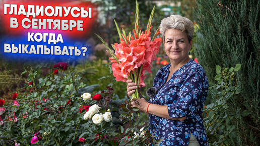 Download Video: Гладиолусы в сентябре - когда выкапывать