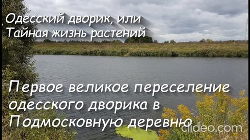 Первое великое переселение одесского дворика в Подмосковную деревню