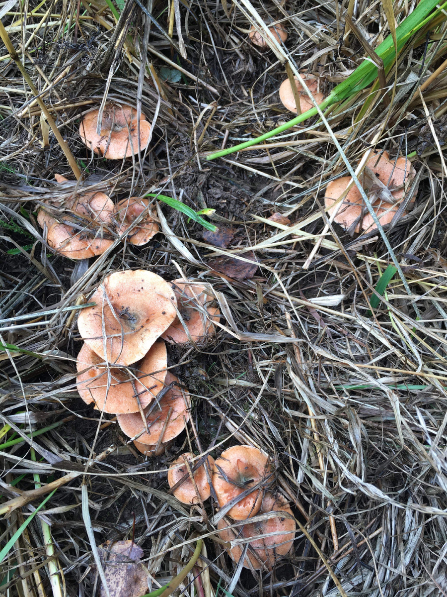 Север Подмосковья сухой 2018, ближе к концу октября….Еловый рыжик в сырых местах….Точечно, но массово