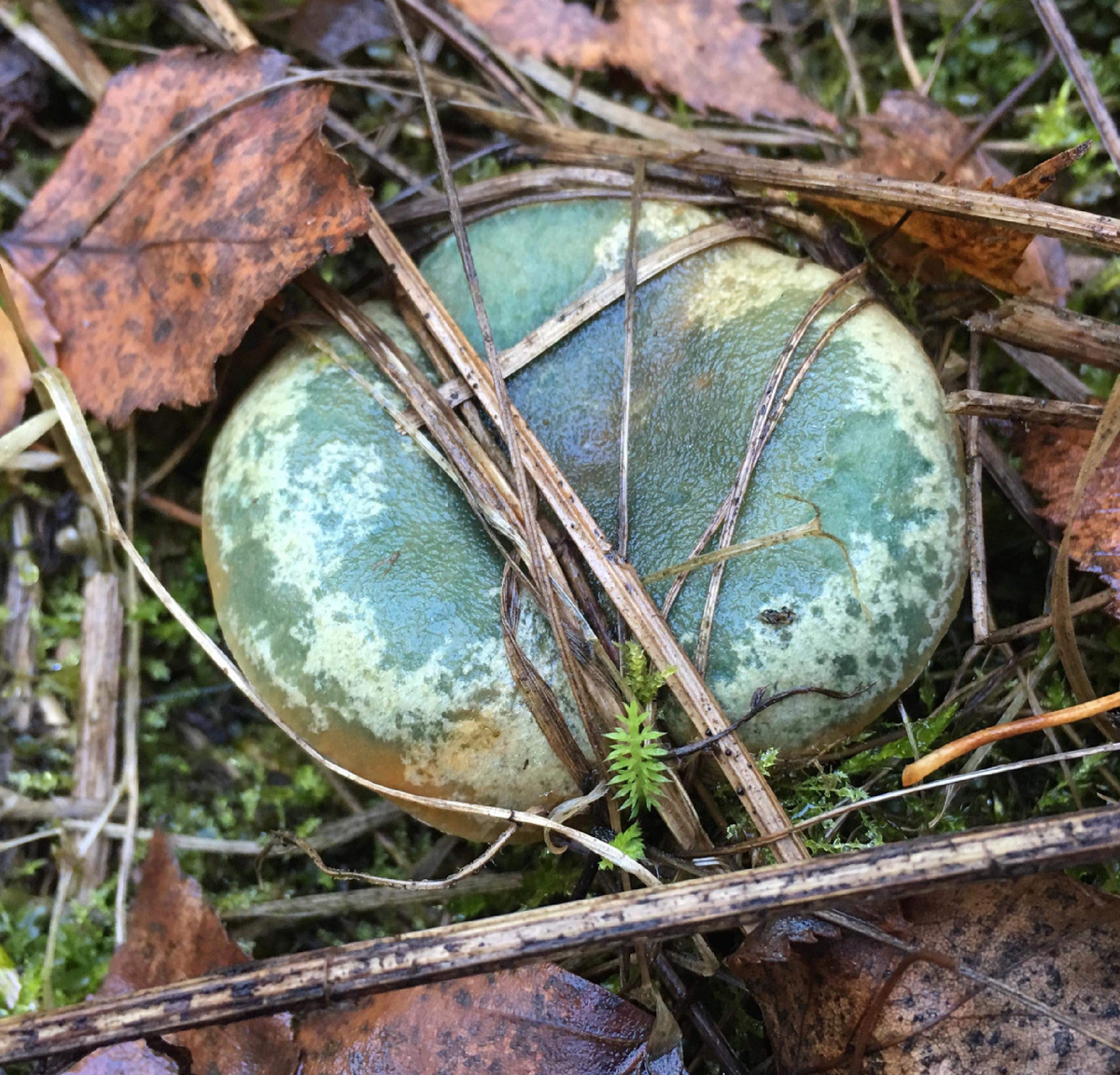 Запад Подмосковья, ноябрь 2018….Последний из могикан, сосновый рыжик