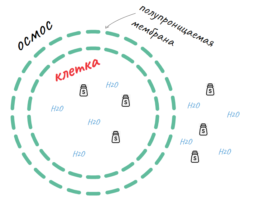 1 картина это клетка в нормальных условиях когда уровень воды и соли находится в балансе. 
2 картина - это когда вы пьете морскую воду клетка выталкивает молекулы воды наружу, чтобы поддерживать баланс.