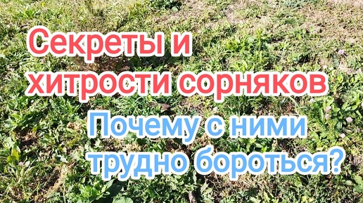 К каждому сорняку нужен свой подход! Хитрости сорняков или Почему с сорняками трудно бороться?