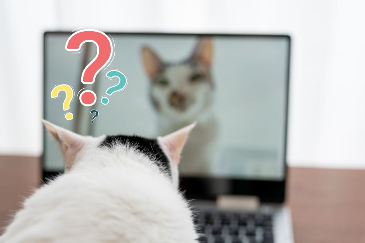 Кошка смотрит на котика на экране ноутбука 