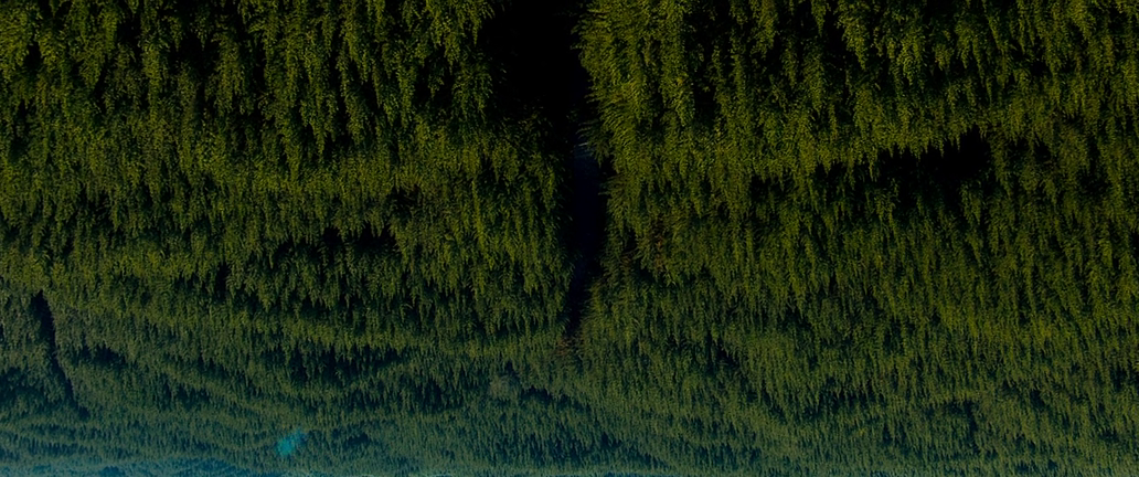 Любопытный кадр из начала фильма -словно бы лес вниз головой. как бы отражение нового фильма - в свете старого, оригинального.