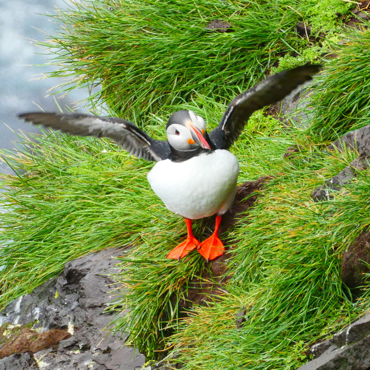 Фотоохота за тупиками в Исландии! Мечтали, увидели.