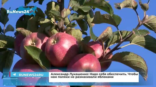 Александр Лукашенко: Надо себя обеспечить. Чтобы нам поляки не размахивали яблоками