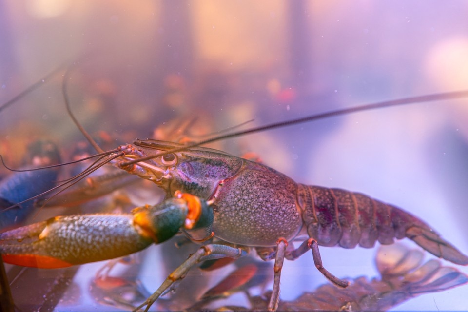    Пока выращивать красноклешневых австралийских раков в Ростовской области можно только с использованием зимовки маточного стада в теплом месте. Михаил ФРОЛОВ