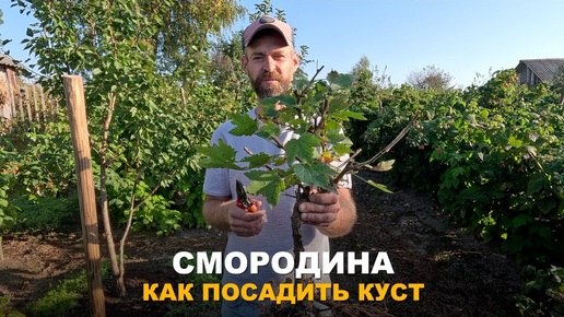 Ягода пользу которой недооценивают. Посадка красной смородины черенками и молодыми кустиками.