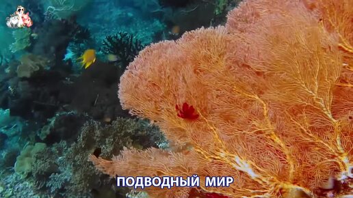 Подводный мир видео красота морских глубин и обитателей (13)