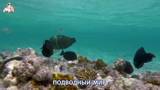 Подводный мир видео красота морских глубин и обитателей (12)