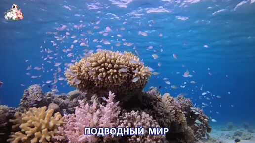 Подводный мир видео красота морских глубин и обитателей (11)