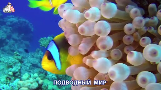 Подводный мир видео красота морских глубин и обитателей (10)