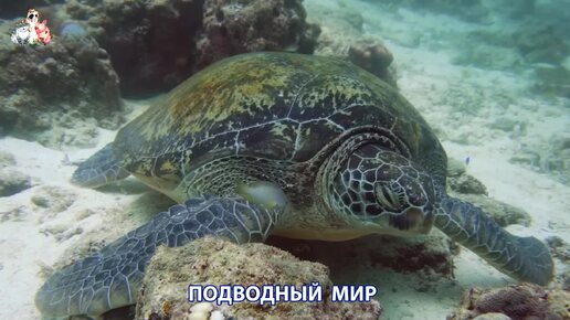 Подводный мир видео красота морских глубин и обитателей (8)