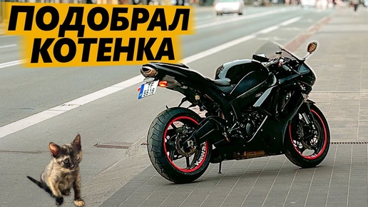 Котеночек подобранный с помойки. Kawasaki Ninja 600