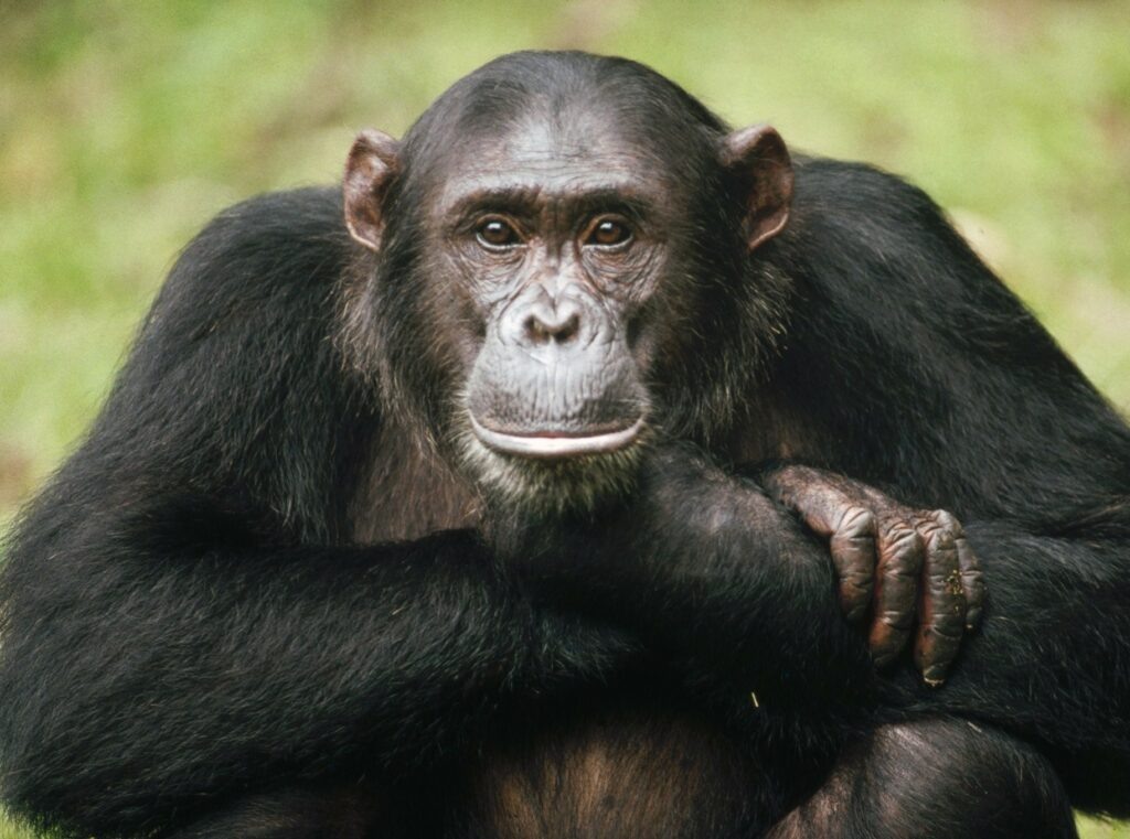 Шимпанзе (лат. Pan)