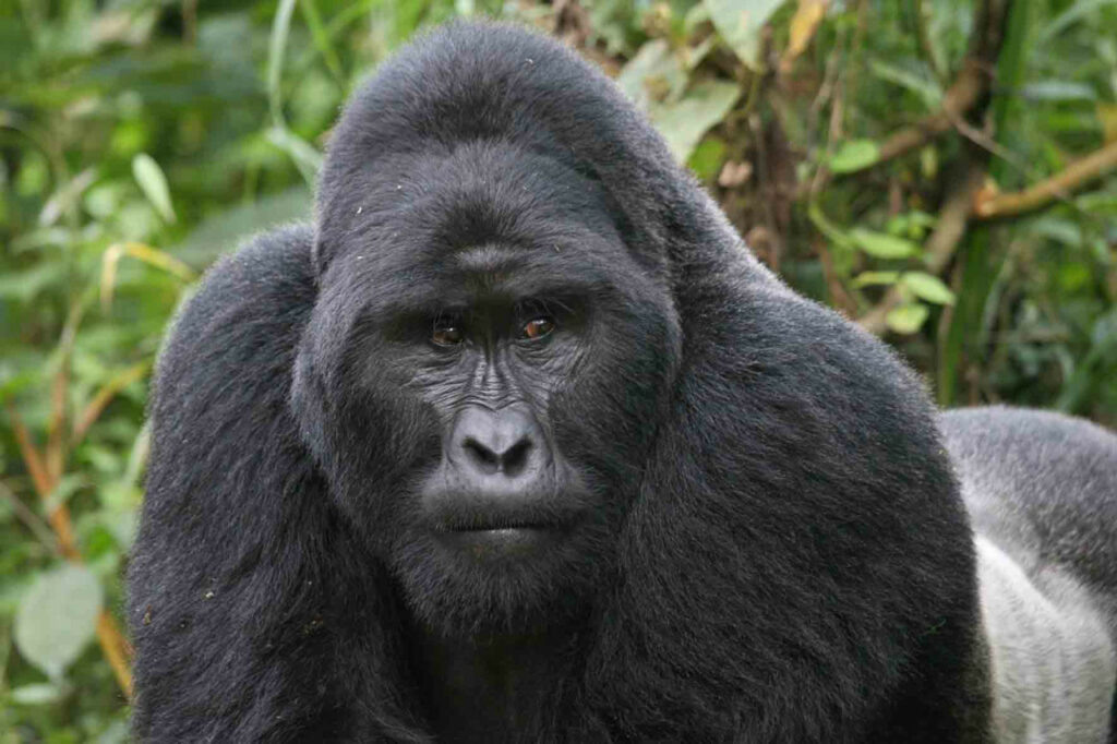Горилла (лат. Gorilla)