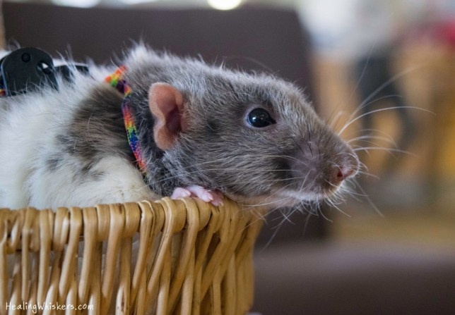 Винсент в кампусе Georgia Highlands Cartersville обеспечивает комфорт студентам (Фото: Исцеляющие усы)