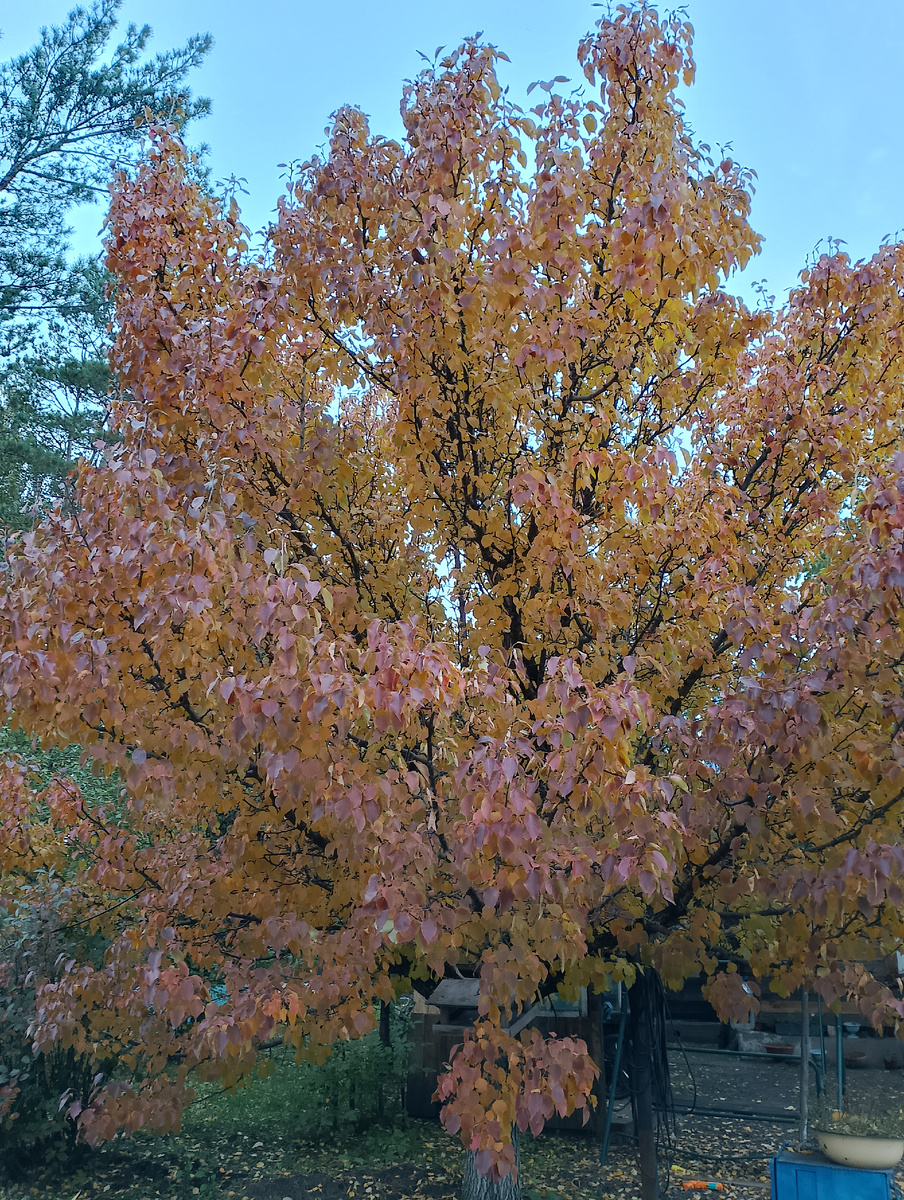 Груша в моём саду. Обожаю её за осеннюю листву и весенние цветение. Жаль, что на вкус очень кислая и ужасно вяжет язык. 😅