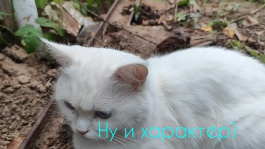 Васька ругается 😹, друга себе нашла😻