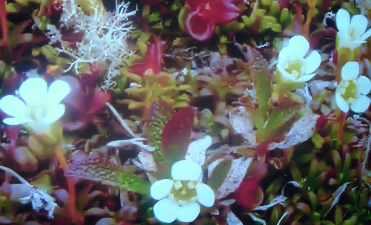 Багульник в цвету