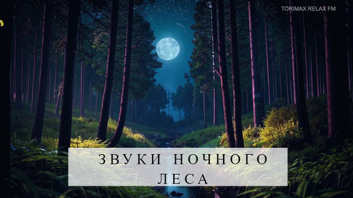 Звуки ночного леса _ Звуки леса _ Звуки природы