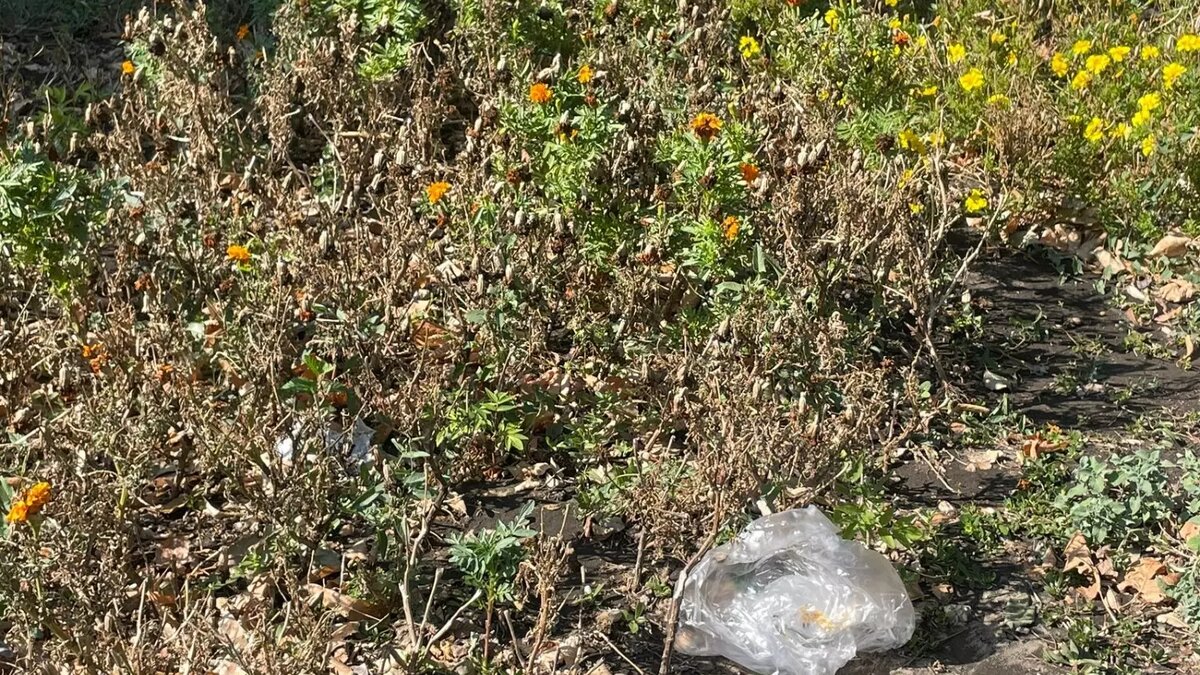     Источник: rostovgazeta.ru