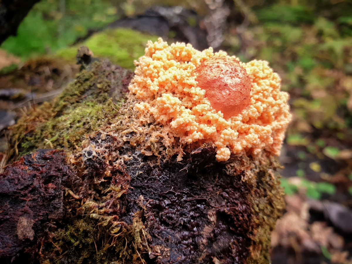 Фото автора канала"Удивительный мир живой природы " на фото:  Тубифера ржавая 