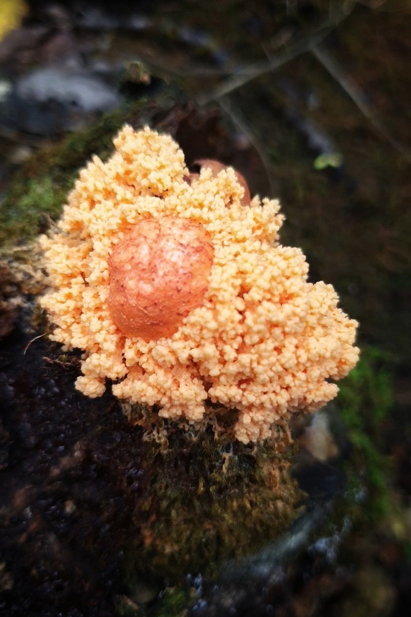 Фото автора канала "Удивительный мир живой природы " на фото: Тубифера ржавая. 