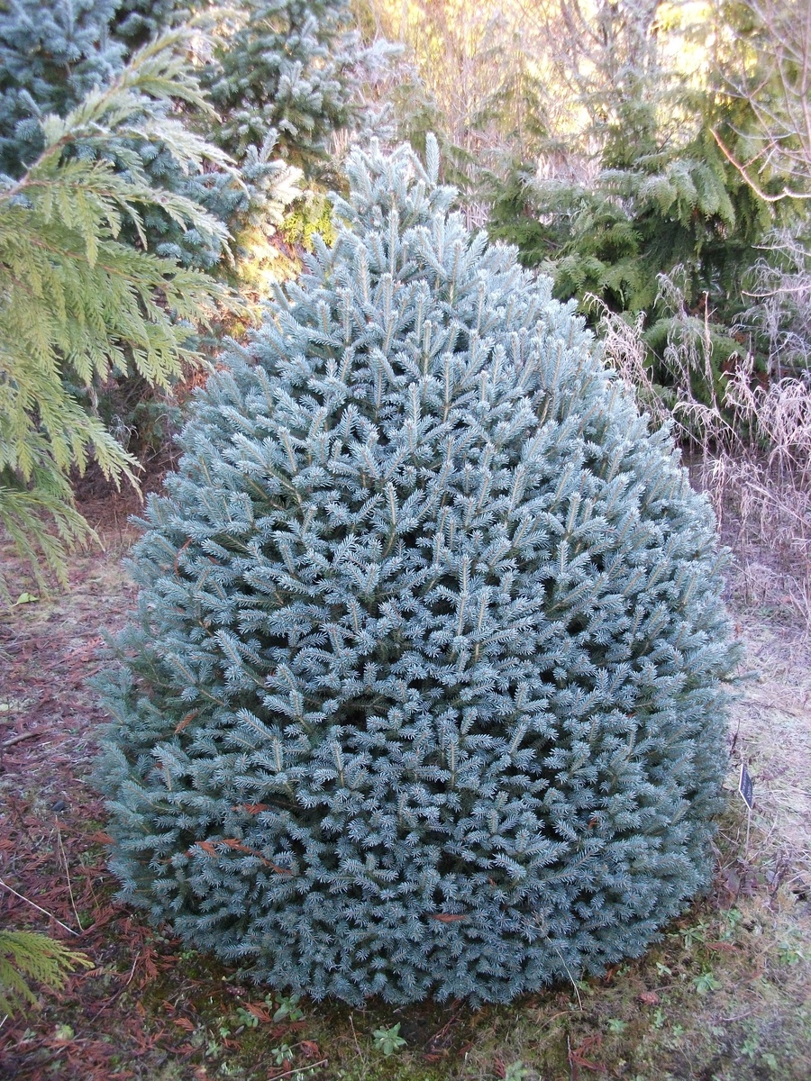 Picea pungens Scottie фото из интернета
