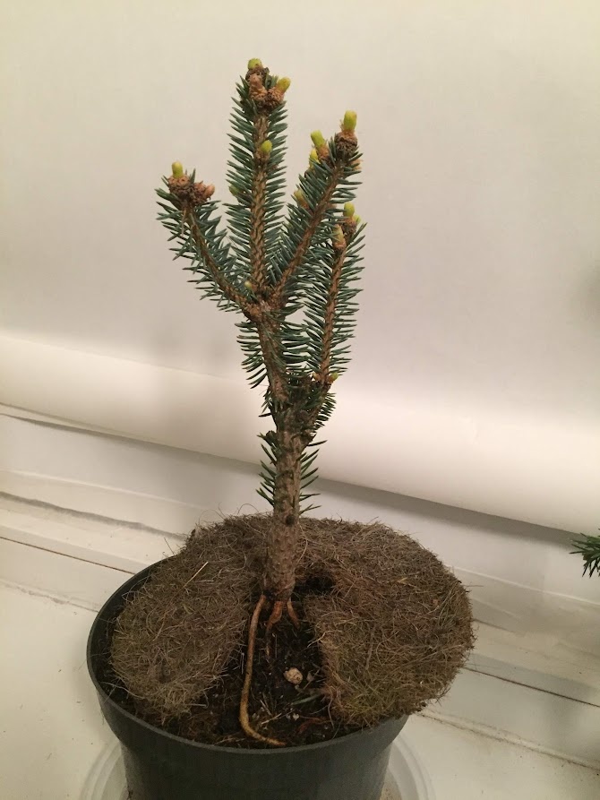 2019 Picea pungens Scottie