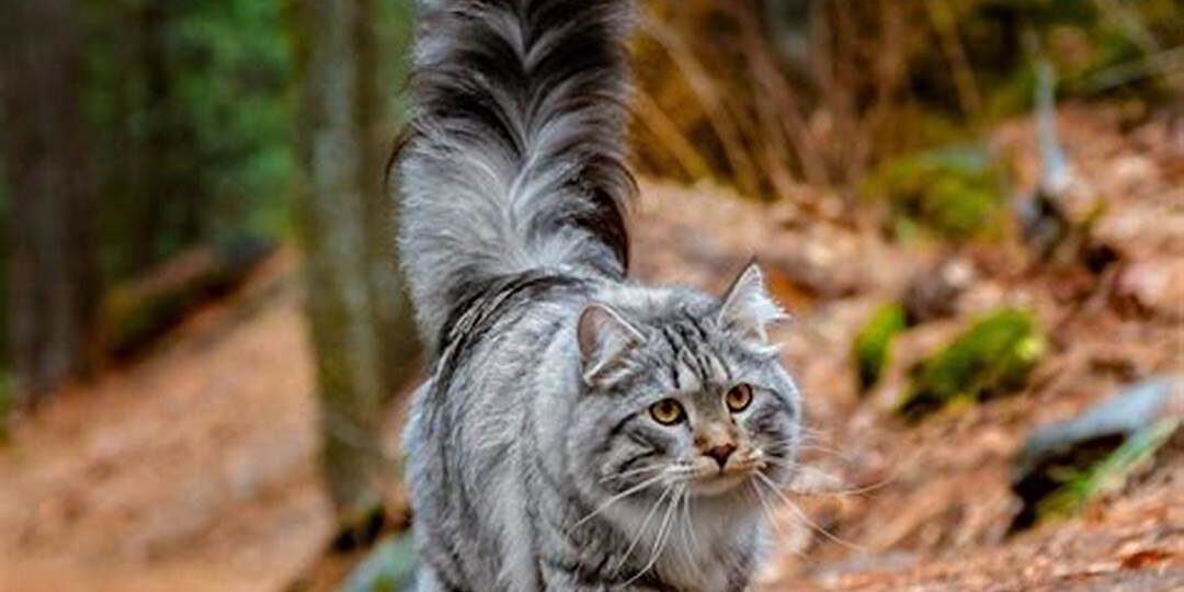 Что нам известно про кошачий хвост