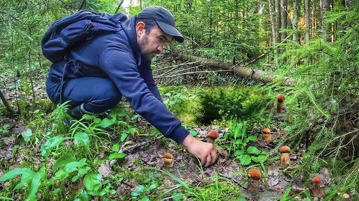 Тихая охота на новом месте | Собираем молодые подосиновики в еловом лесу | Грибы 2022