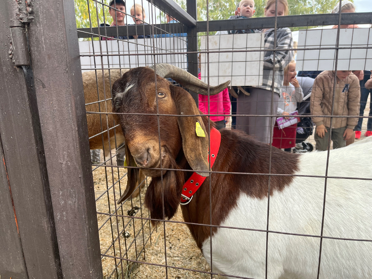 Бурские козы - порода мясного направления