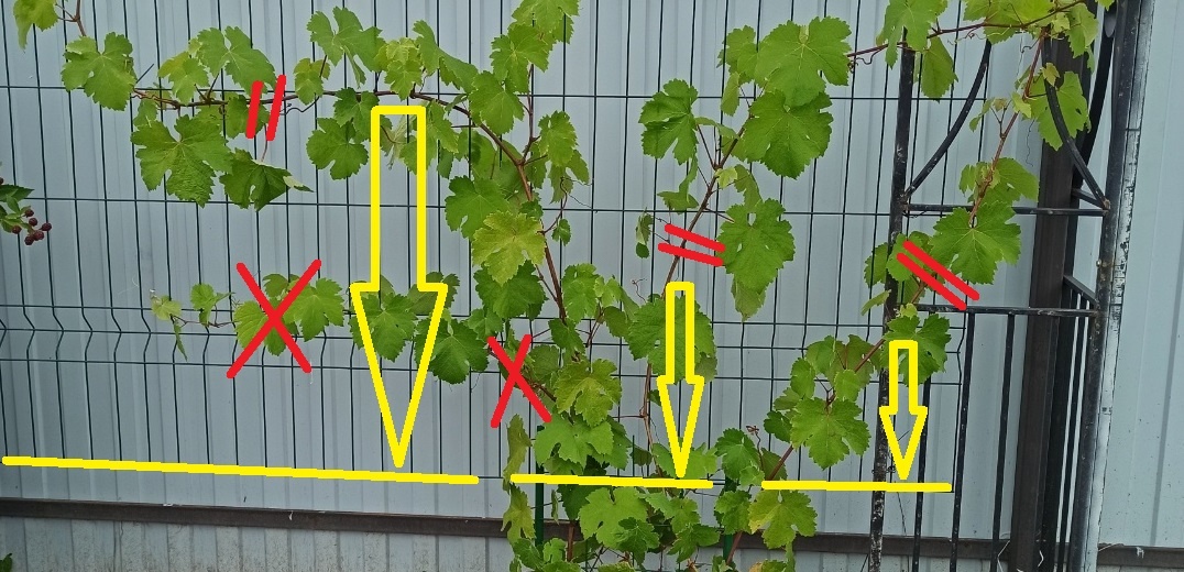 "Здравствуйте. Вот совсем не понимаю,как обрезать виноград"