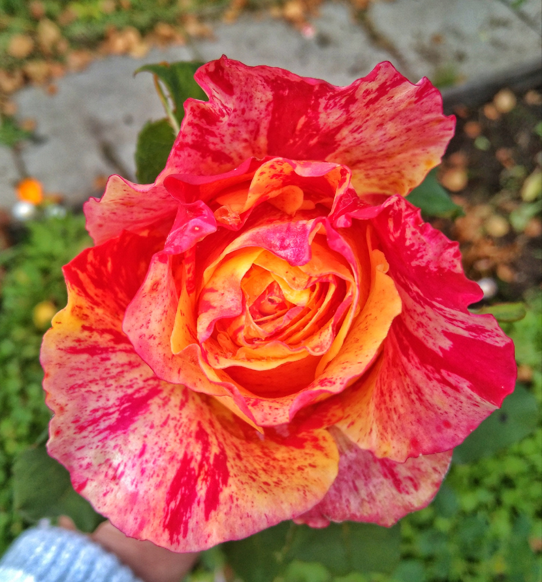 Чудо, не правда ли ?