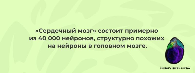 3D-модель нейронов сердца