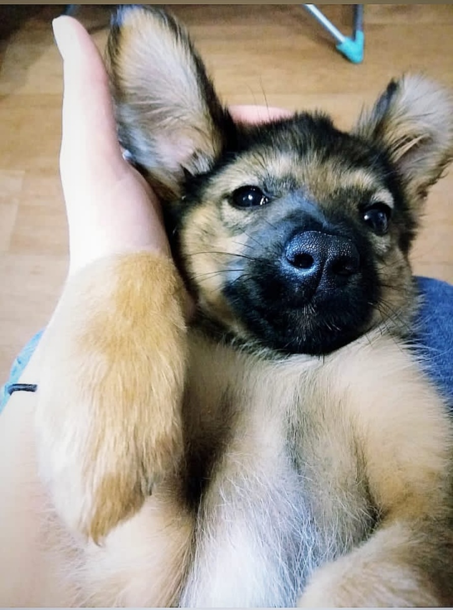 Дашка еще совсем малышка. Уши тогда не стояли. 