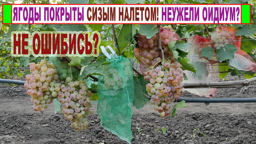 🍇 Эти ягоды винограда покрылись ПОДОЗРИТЕЛЬНЫМ СЕРЫМ НАЛЕТОМ! Неужели ОИДИУМ и ВСЕ пойдет на КОМПОСТ