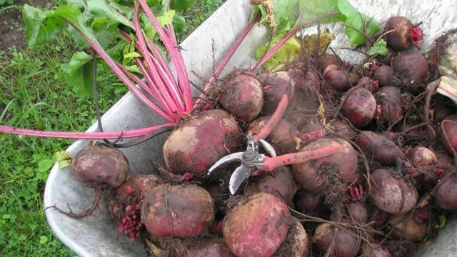 Сохраняю сочную свеклу благодаря знанию о дыхании корнеплодов. Метод ученого удивляет простотой