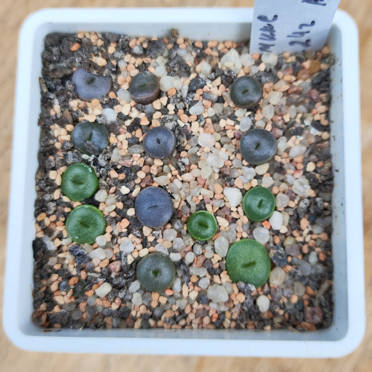 Сеянцы начали менять цвет