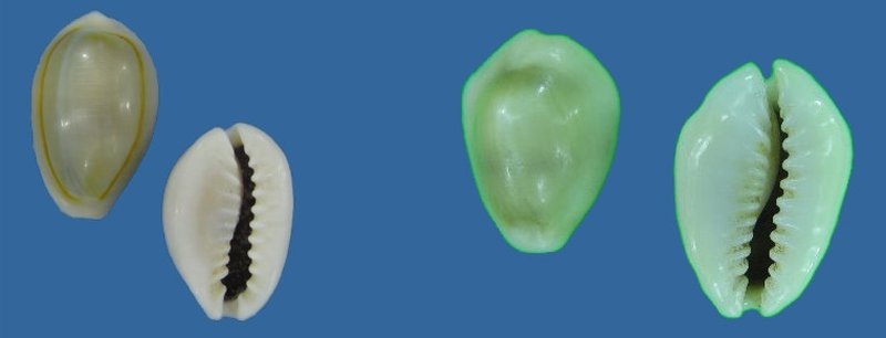 Каури Cypraea annulus и Cypraea moneta из моей коллекции