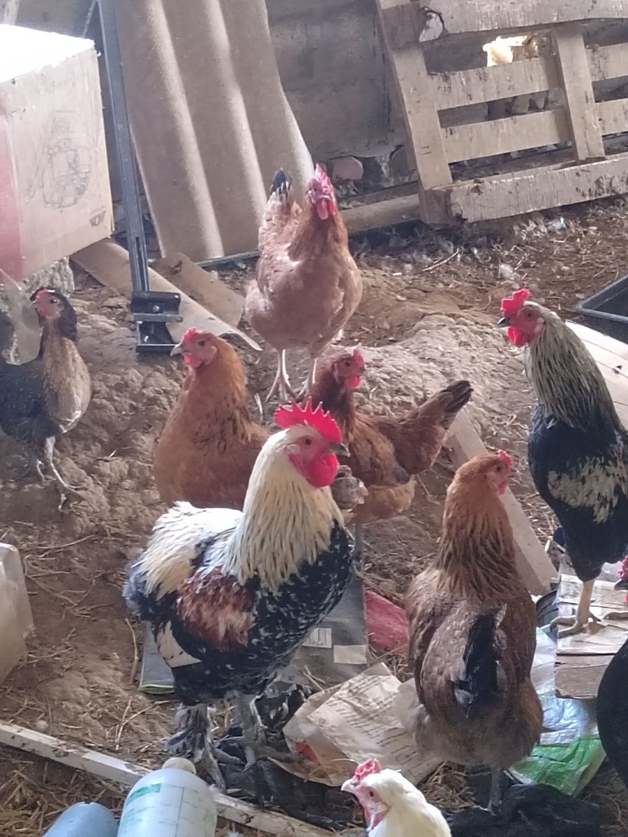 Разнесли мне полптичника... (((