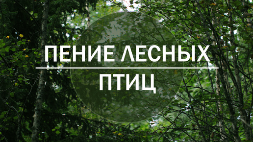 Пение лесных птиц в 7 утра. Живой голос природы. Без музыки.