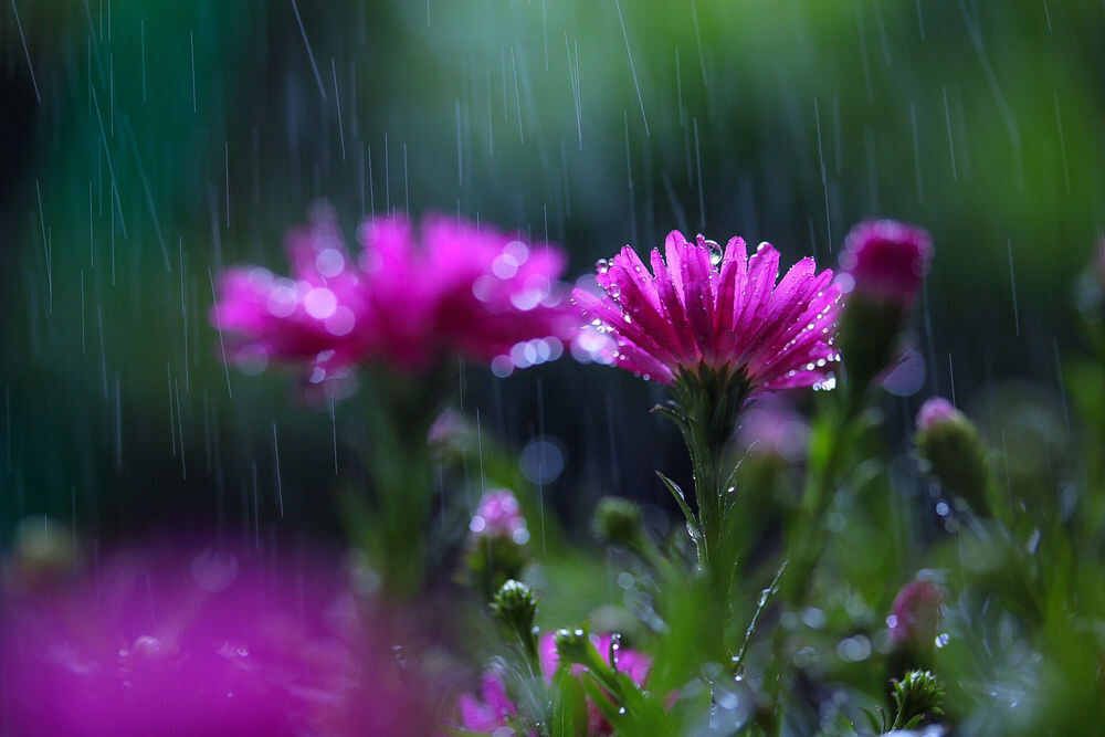 Дождь и растения.