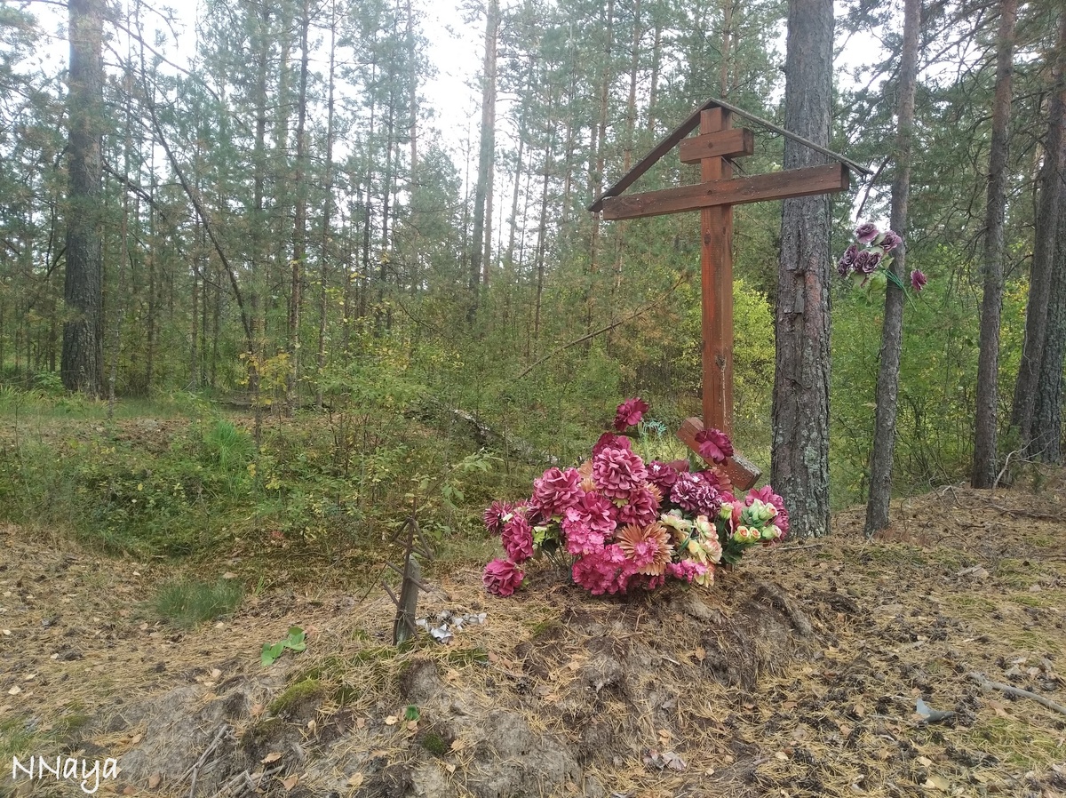 Согласитесь, неожиданно увидеть такое в отдалённой части леса?